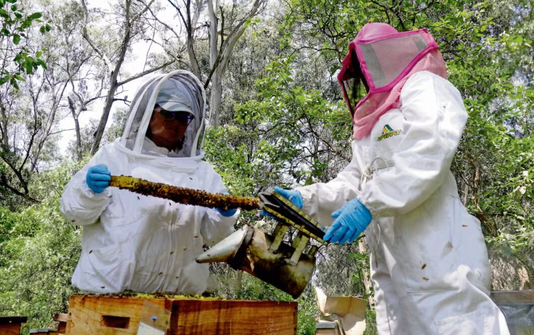 Una vez rehabilitadas en el hospital, las abejas son entregadas, sin costo, a apicultores urbanos registrados para seguir con su cuidado. Foto: Diego Prado / EL UNIVERSAL
