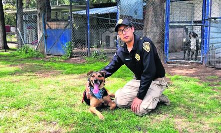 "Cadete", perro que se hizo viral en desfile militar, busca hogar