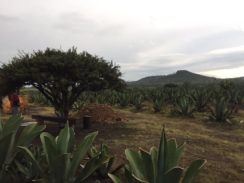 Del auge del pulque a la lucha por salvar el maguey en Hidalgo | Facebook: Destiladores de Pulque de Hidalgo