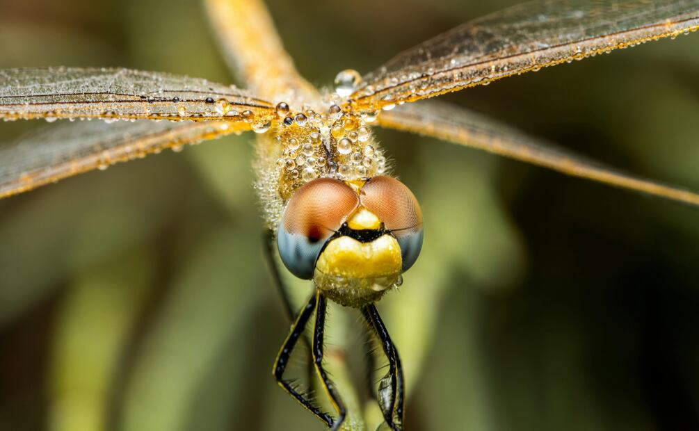 Libélulas, aliadas naturales para evaluar la salud de los ecosistemas acuáticos | Foto: Pexels