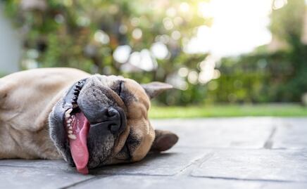 Ola de Calor: ¿cuándo será la tercera oleada de altas temperaturas?