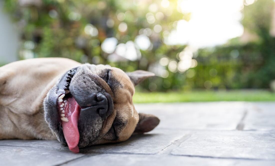 Las olas de calor pueden intensificarse o durar más días por la interacción con la superficie de la atmósfera si existen sequías | Imagen ilustrativa