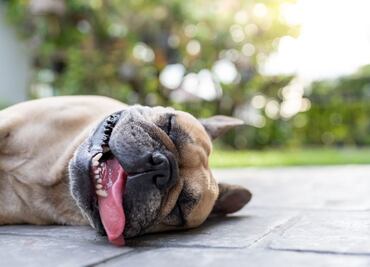 Ola de Calor: ¿cuándo será la tercera oleada de altas temperaturas?