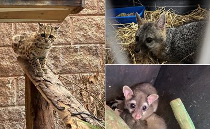 Pachuca reafirma su compromiso ambiental con la liberación de 22 ejemplares de fauna silvestre