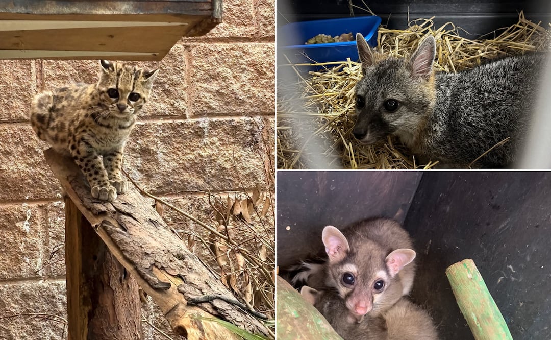 Pachuca devuelve la libertad a 22 especies silvestres | Facebook: H. Ayuntamiento de Pachuca