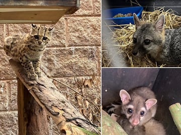 Pachuca reafirma su compromiso ambiental con la liberación de 22 ejemplares de fauna silvestre