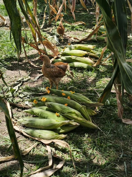 En Pueblo Hidalgo, Tlanchinol, conmemoraron el Día Internacional de los Pueblos Indígenas, este nueve de agosto, con la finalidad de preservar los rituales ancestrales de siembra, garantizar la fertilidad de los campos y la abundancia de las cosechas I Foto: Especial