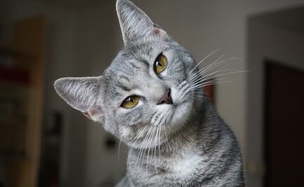 ¿Cuáles son las razas de gatos más propensas a enfermedades y tener un comportamiento agresivo?