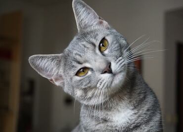 ¿Cuáles son las razas de gatos más propensas a enfermedades y tener un comportamiento agresivo?