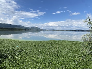 Semarnath destina 15 millones de pesos para combatir lirio acuático y mosco culex en Hidalgo