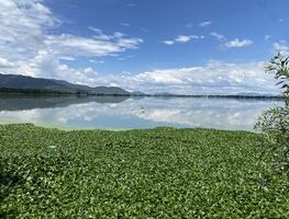 Cabildo de Tula rechaza destinar recursos para aminorar plaga de mosco culex