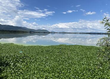 Semarnath destina 15 millones de pesos para combatir lirio acuático y mosco culex en Hidalgo