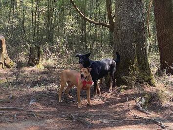 Proponen legalizar la adopción comunitaria de perros y gatos en Hidalgo