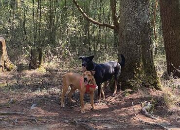 Proponen legalizar la adopción comunitaria de perros y gatos en Hidalgo