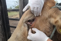 Gusano barrenador del ganado se extiende a más de 40 municipios de Hidalgo