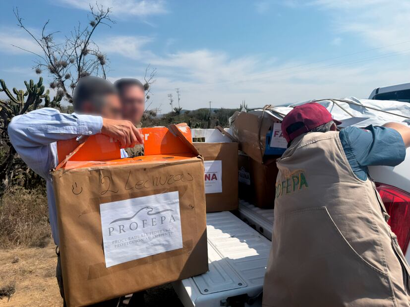 Regresan a su hábitat 16 animales silvestres en la Barranca de Metztitlán | Foto: PROFEPA