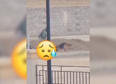 Condenan brutal ataque a perro callejero en Zempoala; activistas exigen justicia