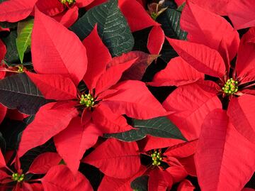 Se acerca la Feria de la Flor de Nochebuena en Iztacalco