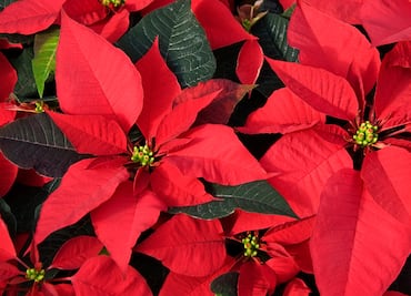 Se acerca la Feria de la Flor de Nochebuena en Iztacalco