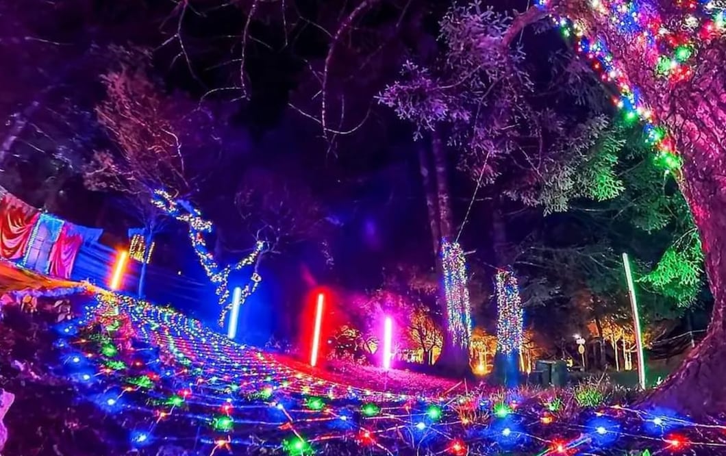 El evento Bosque Iluminado podría regresar en 2025 I Foto: Redes Bosque iluminado