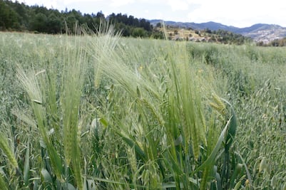 Cebaderos de Apan venden su cosecha a menor precio tras acuerdo con cervecera