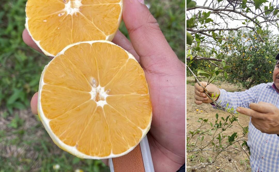 HBL I Foto: Especial