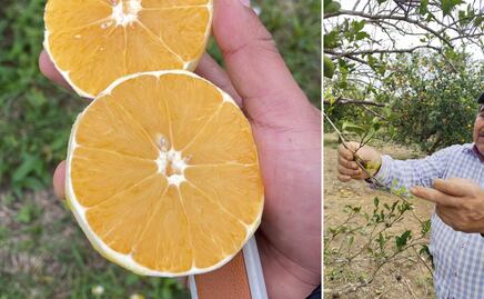 Pese a la plaga en cítricos se esperan buenas cosechas en la Huasteca