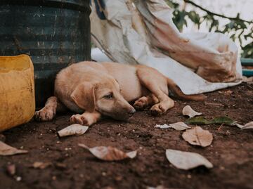 Urgen políticas públicas transversales para frenar el maltrato animal en Hidalgo