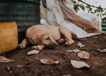 Urgen políticas públicas transversales para frenar el maltrato animal en Hidalgo