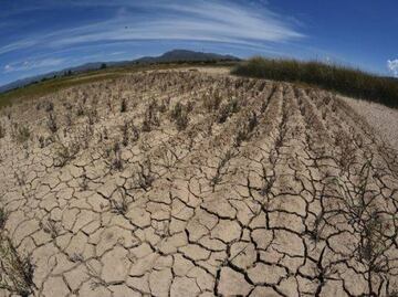 Sequía arrasa con ocho mil hectáreas en Tula