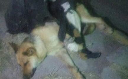 Policías de Tizayuca brindan apoyo a persona para salvar a perro atropellado en la México-Pachuca