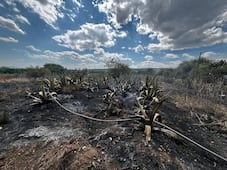 Más de seis hectáreas se han afectado por incendios en Cardonal en menos de 15 días