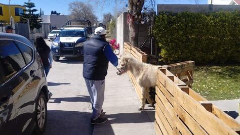 Rescatan a pony de maltrato que vivía en el municipio de Francisco I. Madero