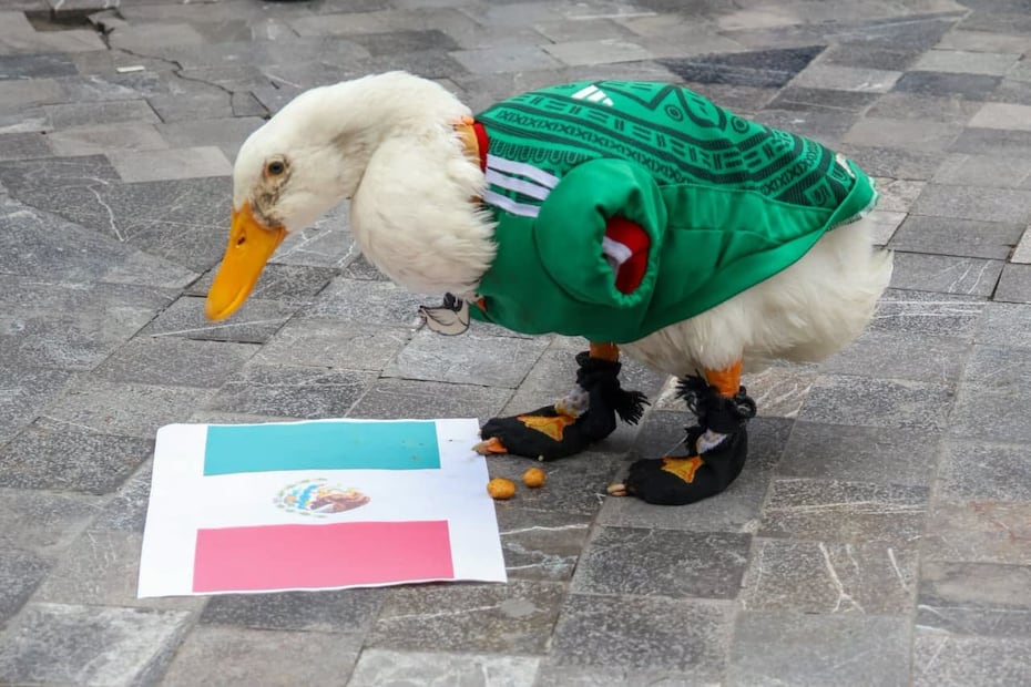 El pato Merlín. ha sido una de las figuras de este Mundial 2026 I Karla Guerrero | EL UNIVERSAL