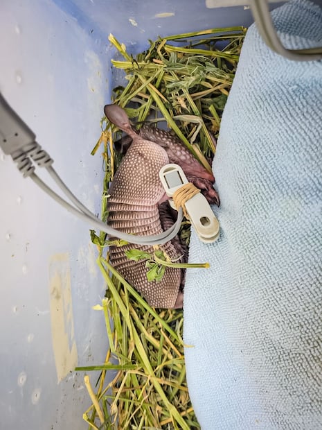 Armadillo bebé rescatado en Mineral del Chico recibe atención especializada por su delicado estado | Foto: Unidad de Rehabilitación de Fauna