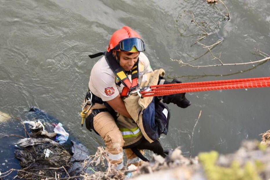 Bomberos de Tula rescatan a perro que cayó al río Tula | Foto: Especial