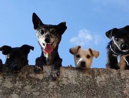 Pachuca convoca a integrar el nuevo Consejo Municipal de Bienestar Animal