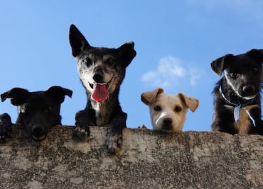 Pachuca convoca a integrar el nuevo Consejo Municipal de Bienestar Animal