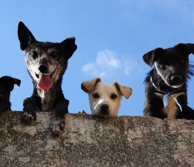 Pachuca convoca a integrar el nuevo Consejo Municipal de Bienestar Animal