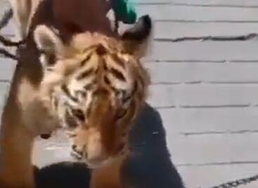 Video: Captan a tigre paseando por el centro de Tulancingo