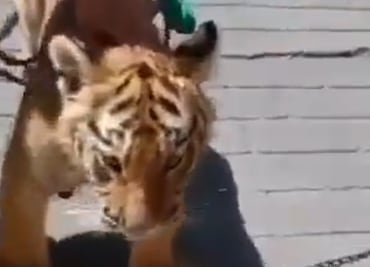 Video: Captan a tigre paseando por el centro de Tulancingo