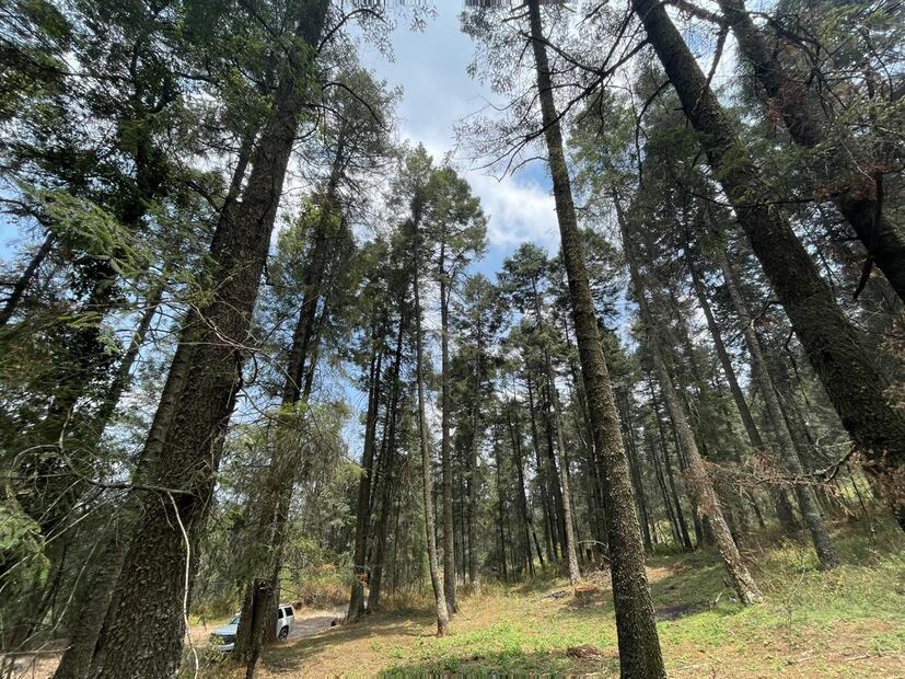 or la presencia de insectos descortezadores en el Parque Nacional El Chico derribaron 4 mil 853 árboles muertos al corte del martes 15 de abril I Foto: Marco Carrillo