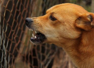 Alertan sobre falsa campaña de vacunación antirrábica en Tolcayuca