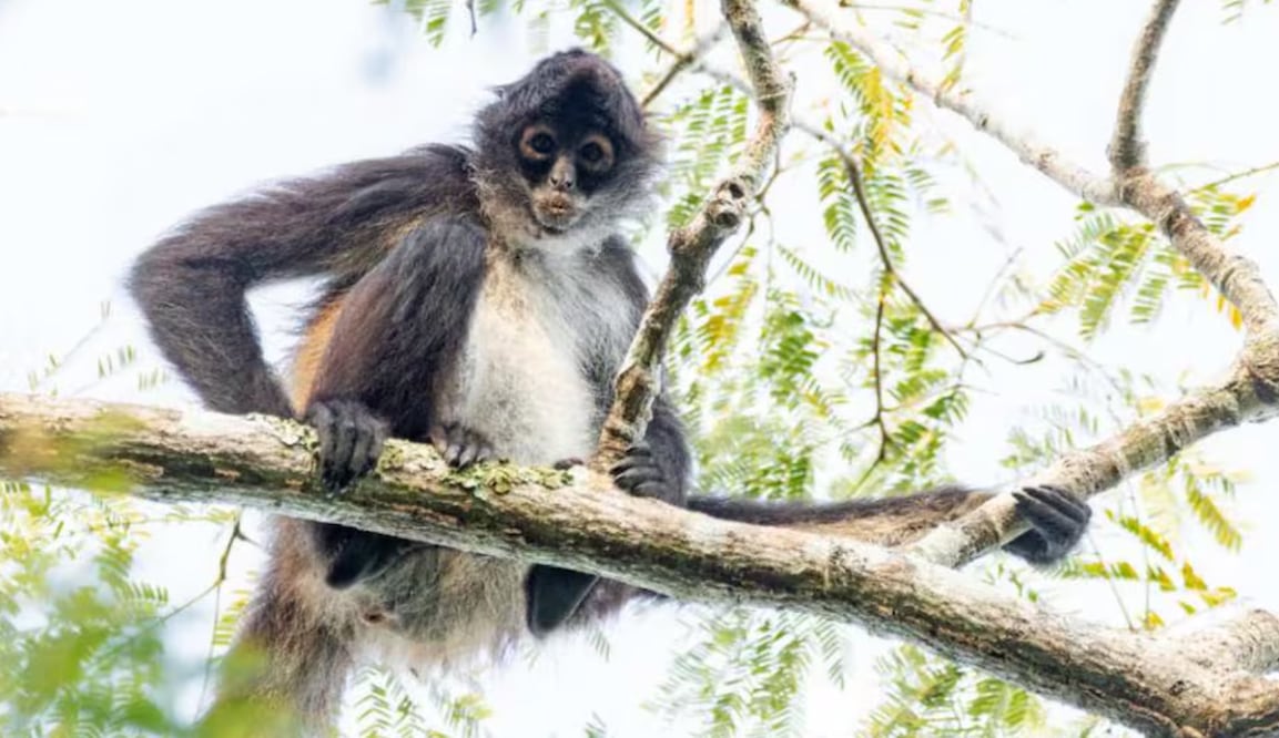 Mono araña (Ateles geoffroyi) en Parque Natural Reserva Ría Lagartos, Yucatán. Foto: Conanp