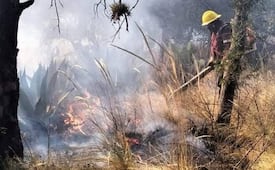 En Hidalgo, incendios consumieron 123 hectáreas de árboles de renuevo