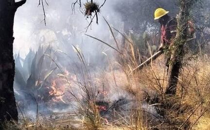 En Hidalgo, incendios consumieron 123 hectáreas de árboles de renuevo