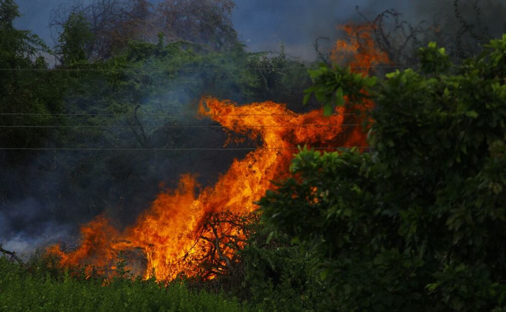 Pierde Hidalgo 54 hectáreas durante temporada de sequía; van 21 incendios | Foto: Pexels