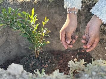 Reforestarán espacios educativos en Santiago de Anaya