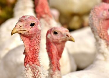 Limitado el abasto de pavo en México por brotes de gripe aviar en EU