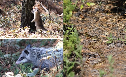 ¡Regresan a casa! 26 animales silvestres son reintroducidos al cerro “Las Navajas” en Epazoyucan